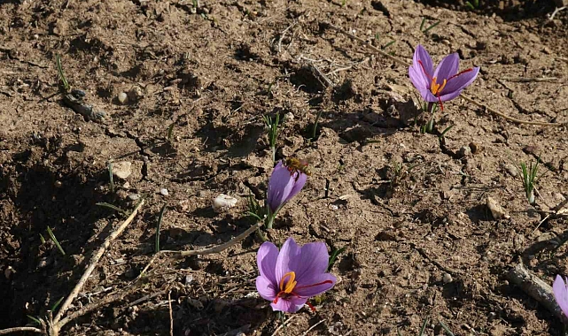 Eskişehir&#039;de Vali Hüseyin Aksoy&#039;un katılımıyla safran hasadı gerçekleştirildi