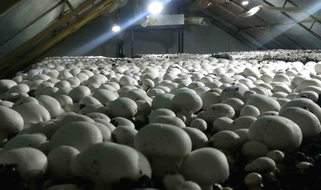 Gelendost, 504 tonluk mantar üretimiyle rekora gidiyor