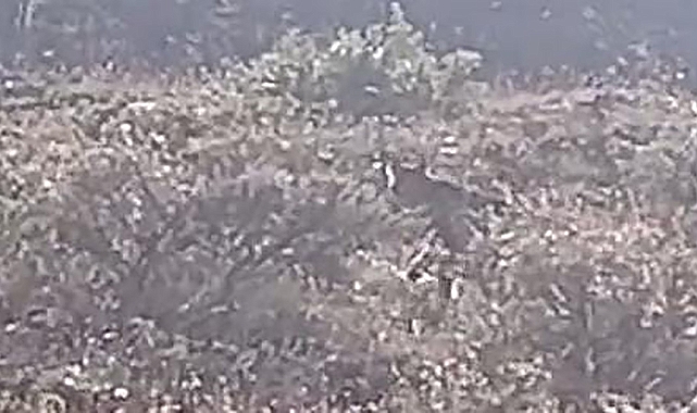 Gezinirken, vaşak ailesi ile karşılaştı