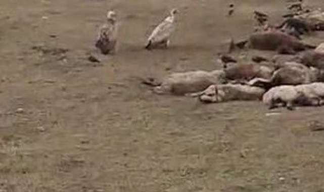 Göle&#039;de, nesli tükenme riskiyle karşı karşıya olan kara akbaba sürüsü görüntülendi