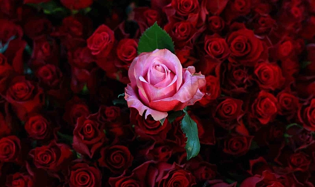 Gül hasadı yüz güldürdü