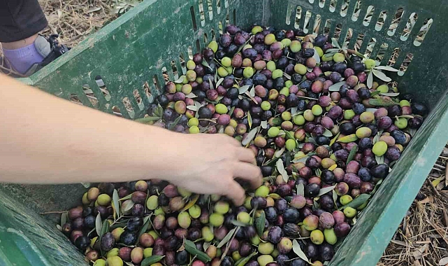 Güney Marmara&#039;da 2024 yılı zeytin hasadı dönemi tüm hızıyla sürüyor