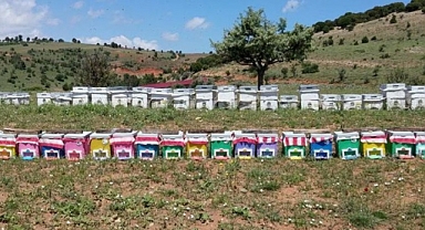 Iğdır’da Ana arı üretim kovanları %50 hibe ile dağıtılacak. Son gün 3 Aralık!