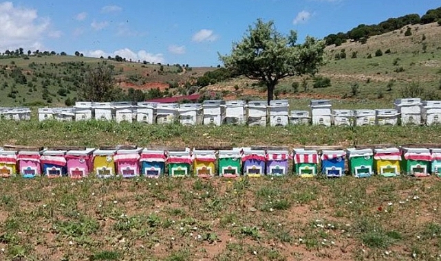 Iğdır’da Ana arı üretim kovanları %50 hibe ile dağıtılacak. Son gün 3 Aralık!