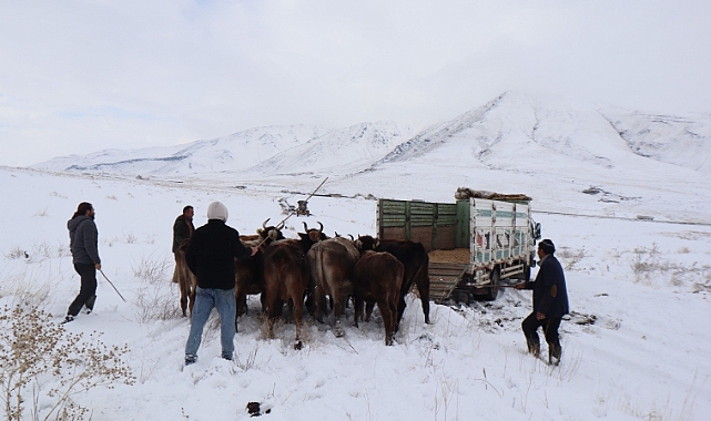 Iğdır&#039;da Mezrada mahsur kalan büyükbaş hayvanlar, Iğdır İl Özel İdaresine bağlı ekiplerince kurtarıldı