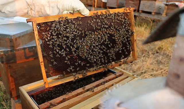 Iğdır’da Organik Arıcılar Dikkat, Son Tarih 31 Aralık!