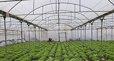 Iğdır’da seraların geliştirilmesi çalışmaları devam ediyor