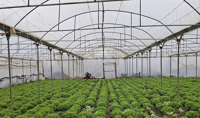 Iğdır’da seraların geliştirilmesi çalışmaları devam ediyor