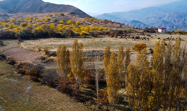 Iğdır&#039;daki 2 bin 550 rakımlı Tekelti Dağı eteklerinde sonbahar renkleri hakim oldu