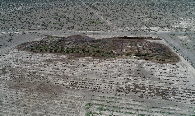 Iğdır Üniversitesi Çölü Vahaya Çeviriyor: Aralık&#039;taki Erozyon Bölgesindeki Çalışmalar Meyvesini Vermeye Başladı!