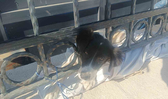 Kafası demir parmaklıklara sıkışan sahipsiz bir köpek, kurtarıldı