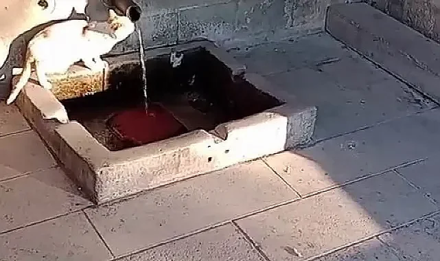 Kana kana su içen kedinin sevimli halleri, cep telefonu ile kaydedildi