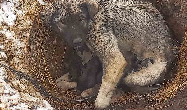 Kars&#039;ta kar yağışı başladı