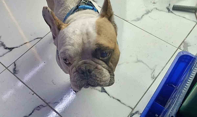 Kayseri&#039;de köpeği defalarca direğe vurarak yaralayan şahıs gözaltına alındı