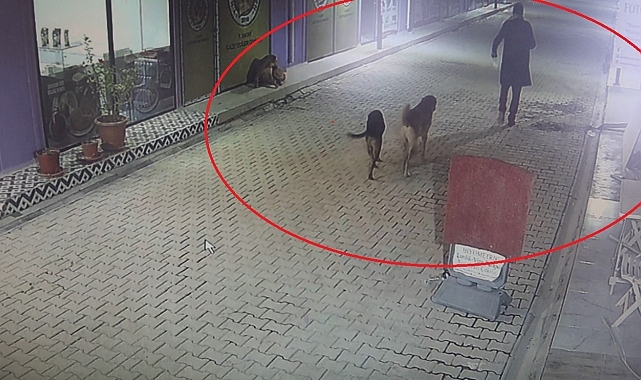 Kedileri köpeklere parçalatan şahıs serbest bırakıldı