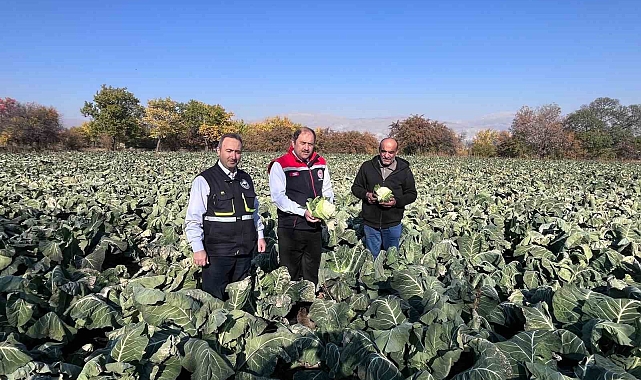 Kışlık sebze hasadı başladı