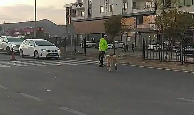 Köpeğin geçmesi için trafiği durdurdu