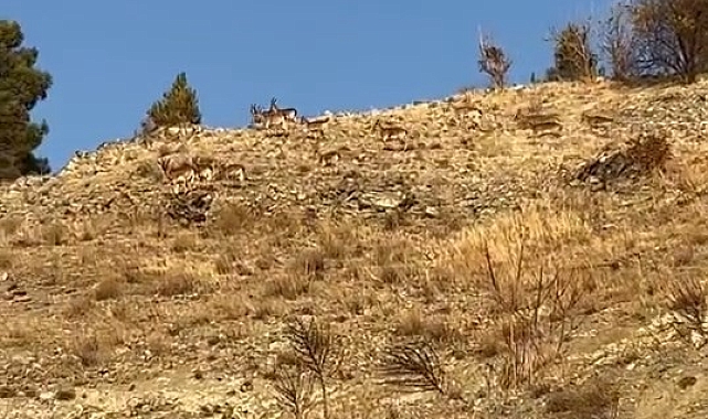Koruma altındaki dağ keçileri sürü halinde Elazığ&#039;da görüldü