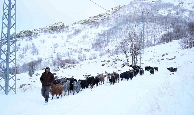 Küçükbaş hayvanların kar üzerindeki zorlu yolculuğu