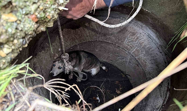 Kuyuya düşen sokak köpeğinin yardımına itfaiye koştu