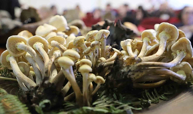 "Mantarlar, kanserle mücadelede önemli bir silah olabilir"