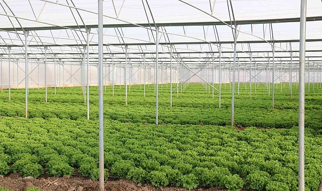 Marul hasadı başladı