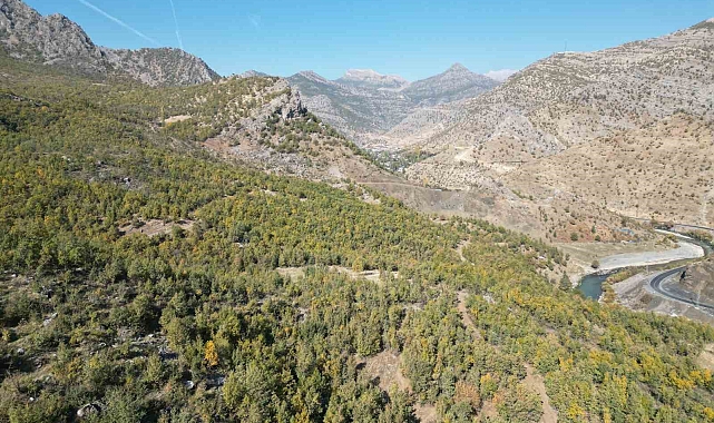 Meşe ağaçları yaprak dökmeye başladı