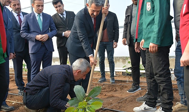 Modern seralarda tropikal meyvelerin fideleri ekildi