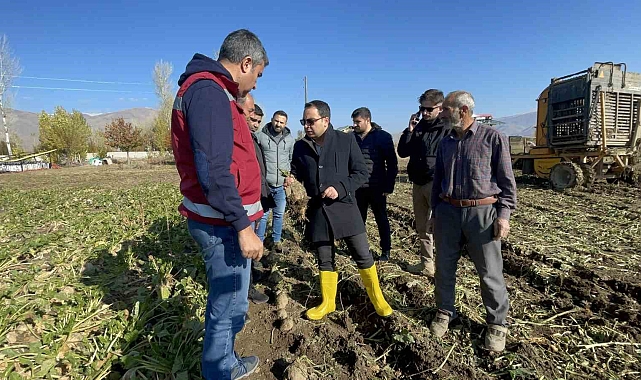 Muradiye&#039;de şeker pancarı hasadı başladı