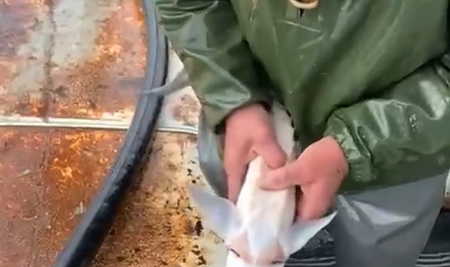 Nesli tehlikedeki mersin balığı denize bırakıldı