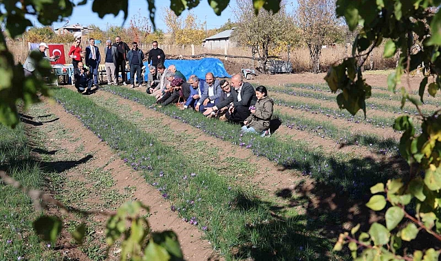 Safran bitkisi hasadı başladı