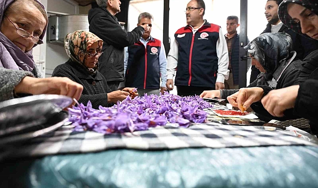 Safran tesisinde hasat başladı