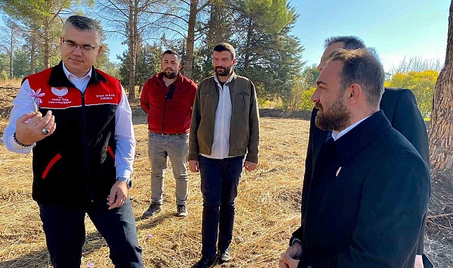 Safran ve Salep Üretimi Denemeleri Başladı