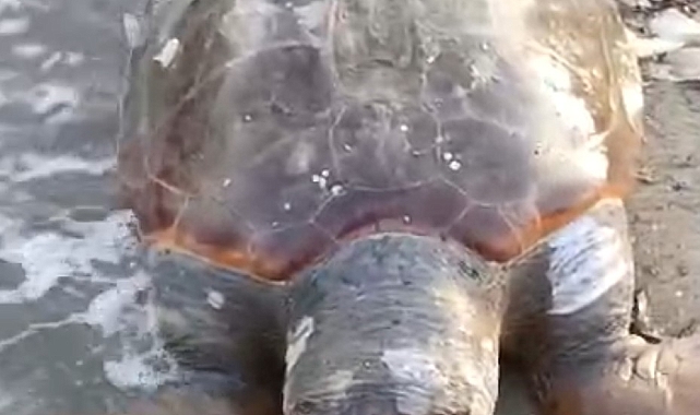 Sahilde ölü deniz kaplumbağası bulundu