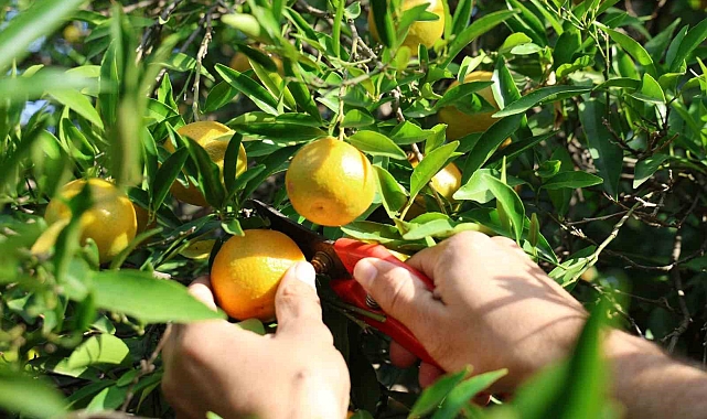 Şeker mandalinada hasat başladı