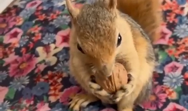 Sevimli sincabı ilgi odağı oldu