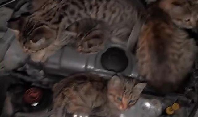 Soğuk havadan korunmak isteyen kedilerin sığındığı yer sürücüyü şaşırttı