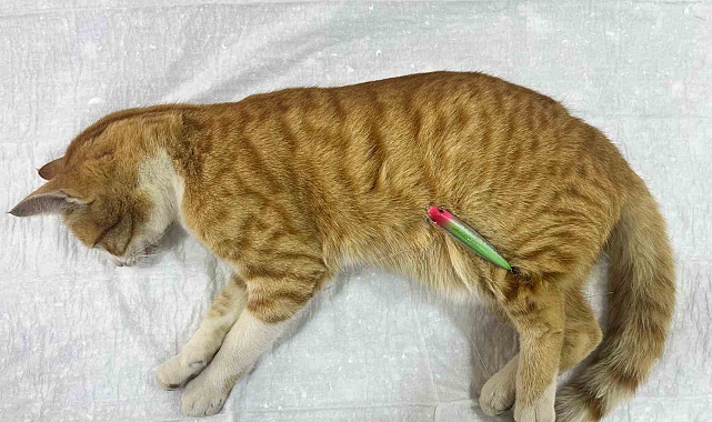 Sokak kedisine hayat kurtaran müdahale