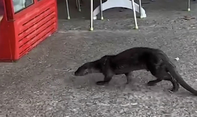 Su samuru iş yerine girerken görüntülendi