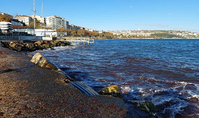 Tekirdağ&#039;da Kızıl yosunlar gelmeye devam ediyor