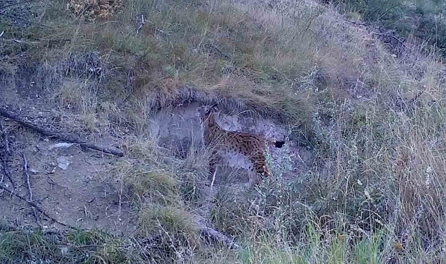 Yaban hayvanlarının doğal yaşamı kameraya yansıdı