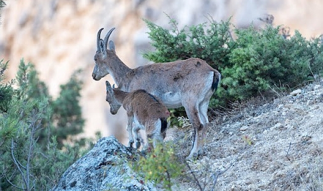 Yaban keçileri Munzur dağlarına güzellik katıyor