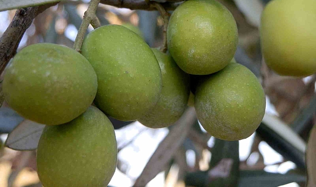 Yağın fiyatı 160 TL&#039;ye kadar düştü