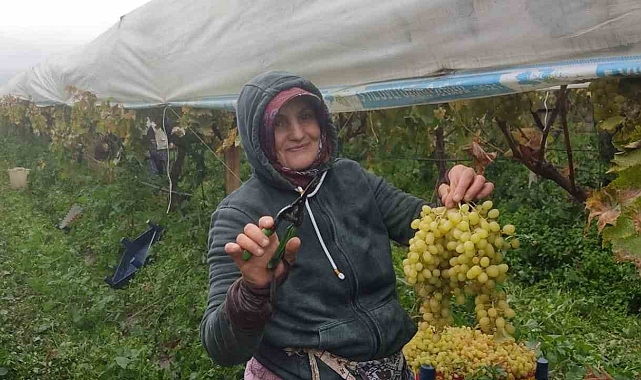 Yağmurda üzüm hasadı