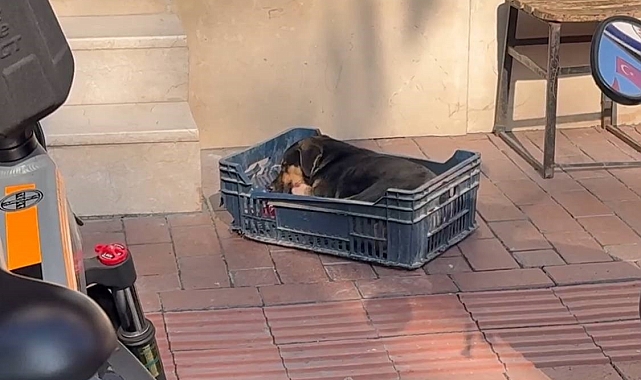 Yaralı köpeğe zabıta ekipleri sahip çıktı