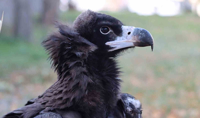 Yaralı ve bitkin halde bulunan kara akbaba artık şefkatli ellerde