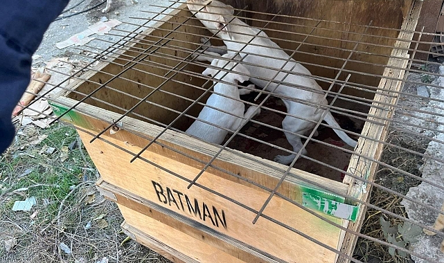 Yasaklı ırk köpek besleyen kişiye 317 bin 544 lira ceza