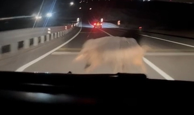 Yola çıkan domuza otomobil böyle çarptı