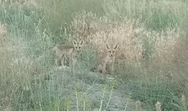 Yuvalarının başında annelerinin yiyecek getirmesini bekleyen iki yavru tilki görüntülendi