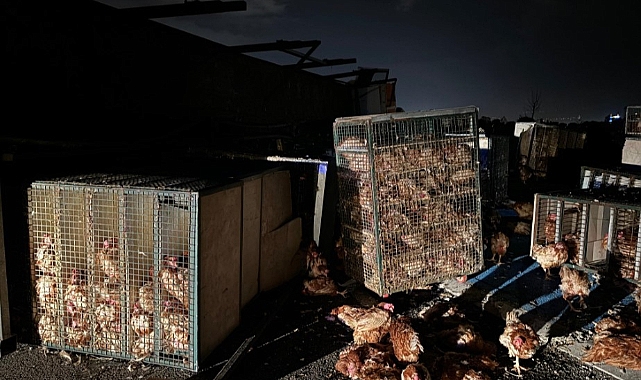 Yüzlerce tavuk telef oldu